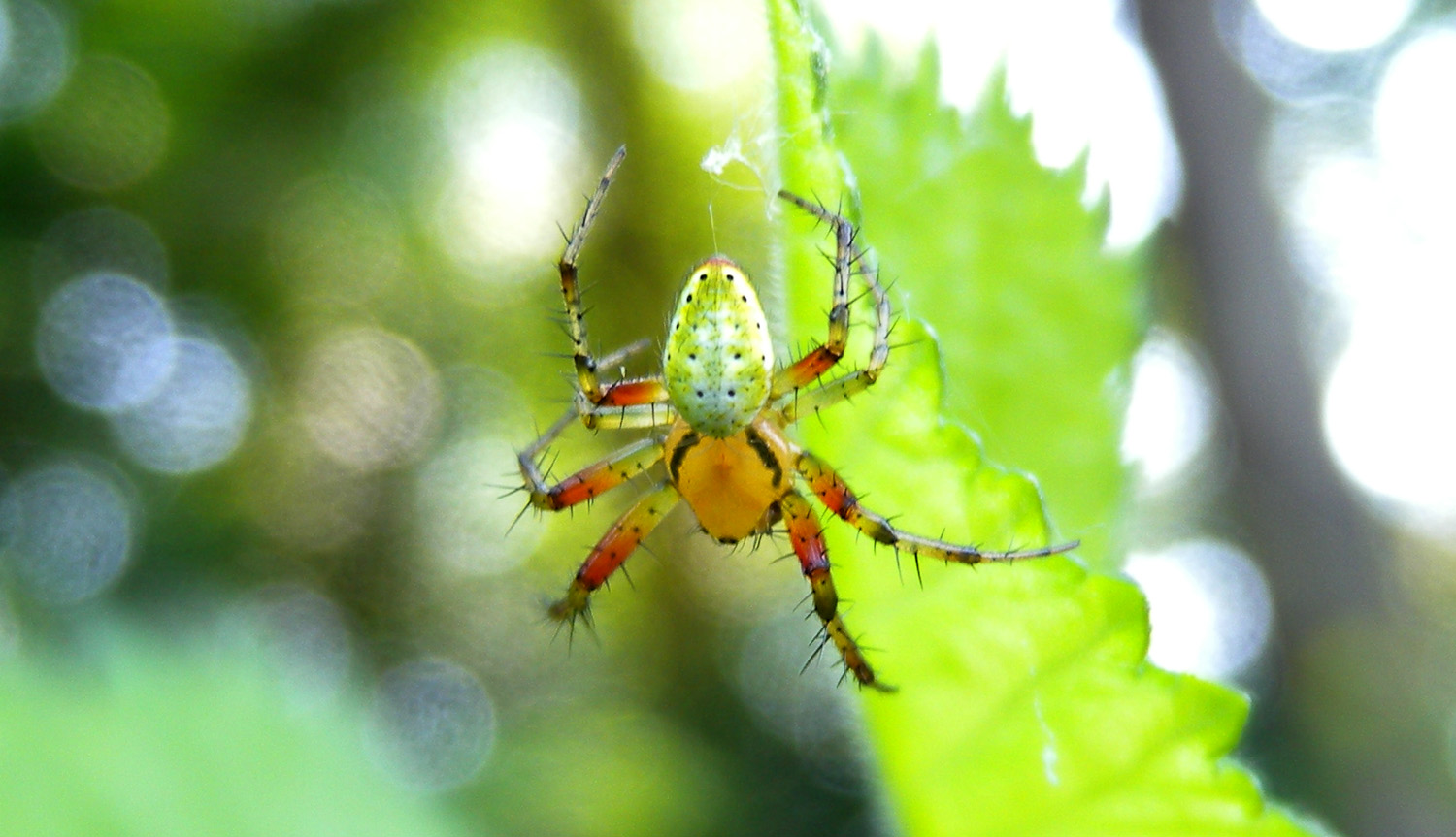 Araniella sp.